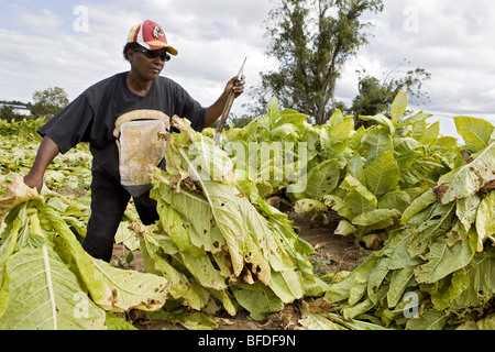 Donna raccolto di tabacco. Foto Stock
