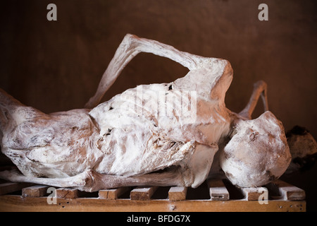 Corpi sul display del Murambi Genocide Memorial vicino Gikongoro nel sud del Ruanda. Foto Stock