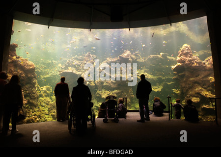 Silhouette di persone in piedi di fronte ad un Aquarium di Steinhart presso l'Accademia delle Scienze della California, San Francisco, Californi Foto Stock