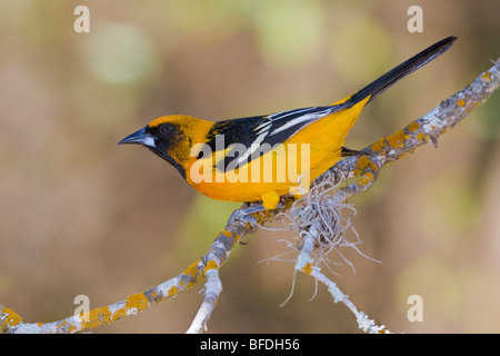 Altamira Rigogolo (Icterus gularis) appollaiato su un ramo in Bentsen-Rio Grande Valley State Park, Texas Foto Stock