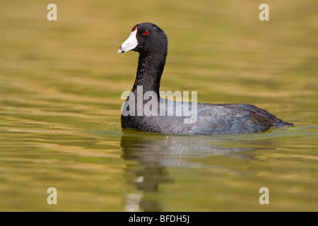 American folaga (fulica americana) nuoto all Estero Llano Grande State Park in Texas Foto Stock