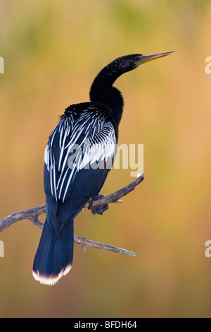 Anhinga (Anhinga anhinga) appollaiato su un ramo all Estero Llano Grande State Park in Texas Foto Stock