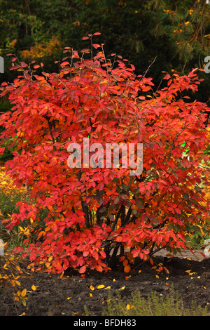 Servizio Berry foglie rosse in autunno Amelanchier laevis Foto Stock