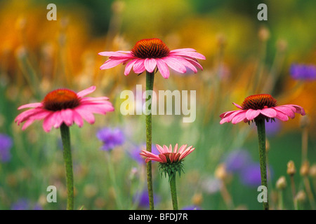 Close-up di purple coneflowers (Echinacea purpurea), Ottawa, Ontario, Canada Foto Stock