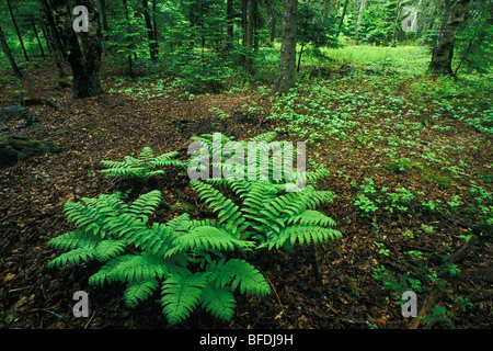 Felci nella primavera del bosco Piano, Kingston, New Brunswick, Canada Foto Stock