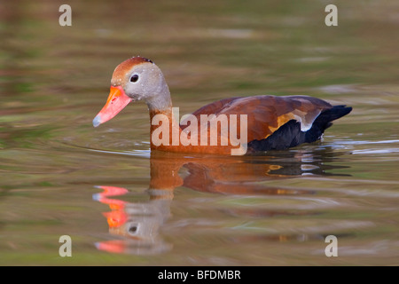 Rospo Whistling-Duck (Dendrocygna autumnalis) nuotare nel laghetto vicino a Houston, Texas, Stati Uniti d'America Foto Stock
