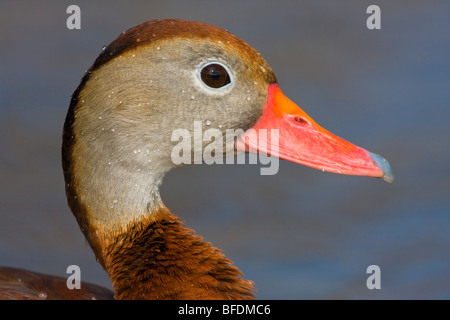 Rospo Whistling-Duck (Dendrocygna autumnalis) nuotare nel laghetto vicino a Houston, Texas, Stati Uniti d'America Foto Stock