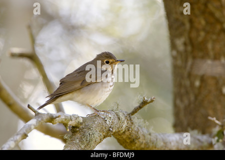 Tordo Swainsons Foto Stock