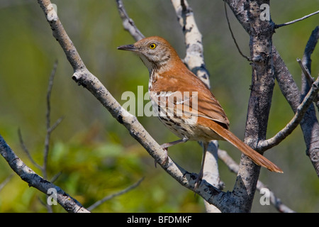 Thrasher marrone (Toxostoma rufum) appollaiato su un ramo al Carden Alvar in Ontario Foto Stock