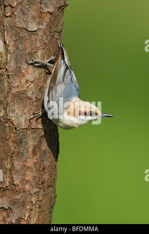 Marrone-guidato picchio muratore (Sitta pusilla) appollaiato su un tronco di albero vicino a Houston, Texas, Stati Uniti d'America Foto Stock