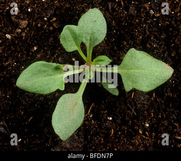 Di pecora (acetosa Rumex acetosella) piantina con tre foglie vere Foto Stock