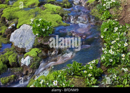 Flusso di alpini con marsh Le calendule (Caltha palustris) nella Costa montagne della British Columbia, Canada Foto Stock