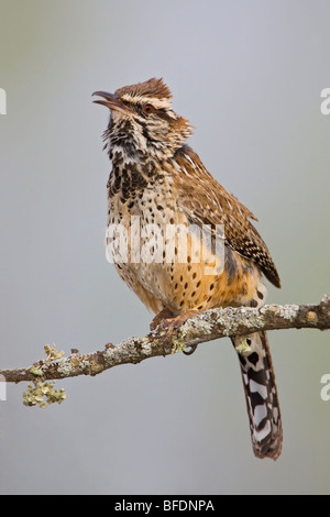 Cactus Wren (Campylorhynchus brunneicapillus) appollaiato su un ramo in stato di Falcon Park, Texas Foto Stock