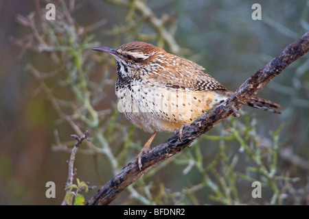 Cactus Wren (Campylorhynchus brunneicapillus) appollaiato su un ramo in stato di Falcon Park, Texas Foto Stock
