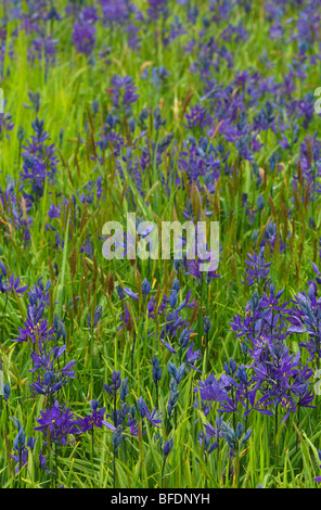 Blue camas (Camassia) impianto crescente in Victoria, Isola di Vancouver, British Columbia, Canada Foto Stock