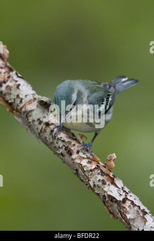 Il Cerulean trillo (Dendroica cerulea) appollaiato su un ramo vicino a punta lunga, Ontario, Canada Foto Stock