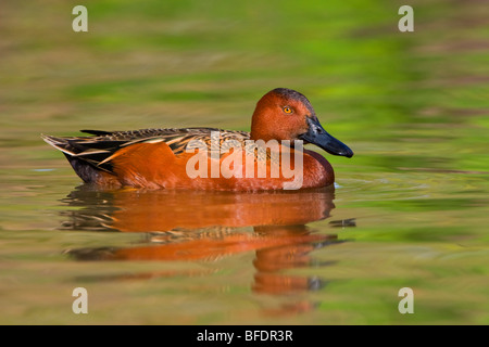 La cannella Teal (Anas cyanoptera) nuoto in Estero Llano Grande parco dello stato del Texas, Stati Uniti d'America Foto Stock