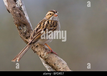 Clay-passero colorato (Spizella pallida) appollaiato su un ramo a Falcon State Park, Texas, Stati Uniti d'America Foto Stock