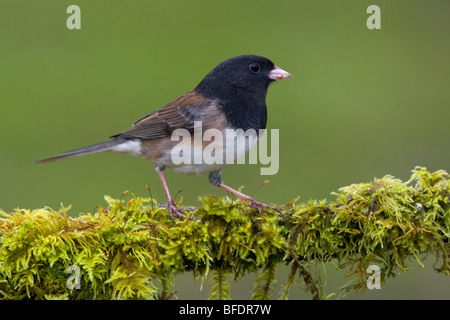 Dark-eyed Junco (Junco hyemalis) appollaiato su un ramo in Victoria, Isola di Vancouver, British Columbia, Canada Foto Stock