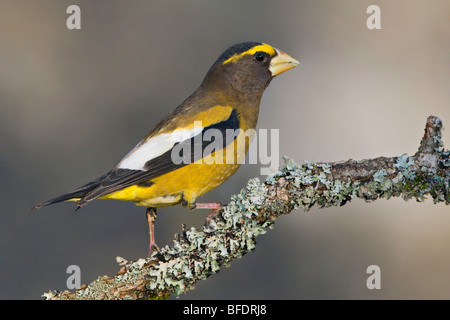 Sera grosbeak (Coccothraustes vespertinus) appollaiato su un ramo in Victoria, Isola di Vancouver, British Columbia, Canada Foto Stock