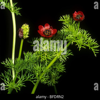 Fagiani occhio (Adonis annua) Fiori, foglie e seedhead formando Foto Stock