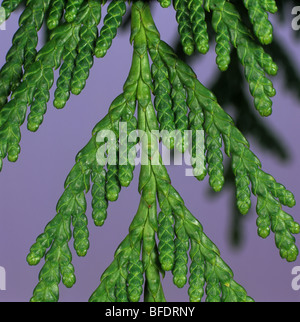 Western Red Cedar (Thuja plicata) fogliame con coni giovani Foto Stock