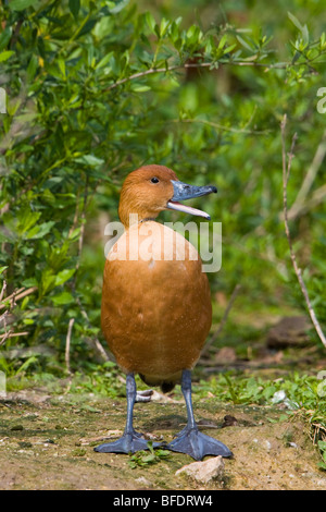 Fulvous Whistling-Duck (Dendrocygna bicolor) vicino a Houston, Texas, Stati Uniti d'America Foto Stock