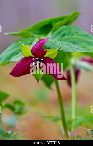 Rosso (Trillium Trillium erectus) prima di foglia-out nel bosco di latifoglie, vicino alla baia di speranza, Ontario, Canada Foto Stock