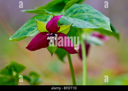 Rosso (Trillium Trillium erectus) prima di foglia-out nel bosco di latifoglie, vicino alla baia di speranza, Ontario, Canada Foto Stock