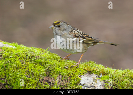 Golden-incoronato Sparrow (Zonotrichia atricapilla) appollaiato sul ramo di muschio in Victoria, Isola di Vancouver, British Columbia, Canada Foto Stock