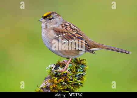 Golden-incoronato Sparrow (Zonotrichia atricapilla) appollaiato sul ramo di muschio in Victoria, Isola di Vancouver, British Columbia, Canada Foto Stock