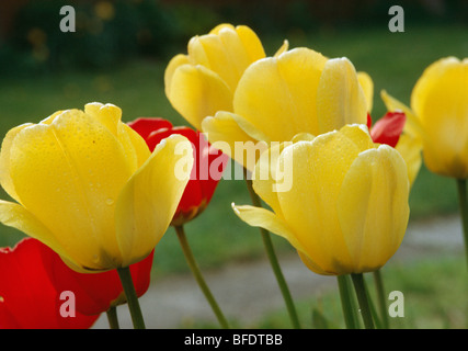 Close up di giallo e rosso i tulipani Foto Stock
