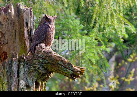 Grande Gufo cornuto (Bubo virginianus) appollaiato su un albero morto in Victoria, Isola di Vancouver, British Columbia, Canada Foto Stock