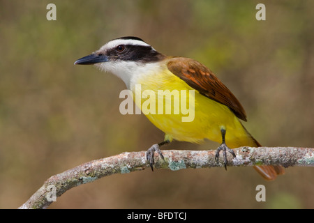 Grande Kiskadee (Pitangus sulfuratus) appollaiato su un ramo in Rio Grande Valle del Texas, Stati Uniti d'America Foto Stock