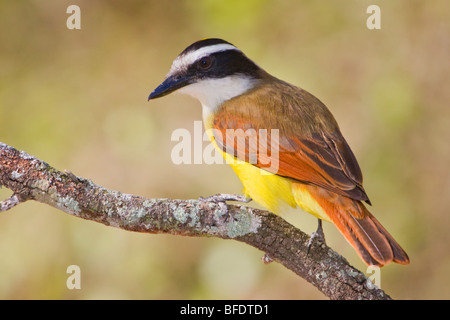 Grande Kiskadee (Pitangus sulfuratus) appollaiato su un ramo in Rio Grande Valle del Texas, Stati Uniti d'America Foto Stock