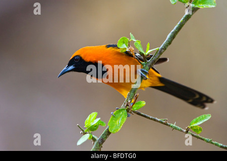 Incappucciati Rigogolo (Icterus cucullatus) appollaiato su un ramo in Rio Grande Valle del Texas, Stati Uniti d'America Foto Stock