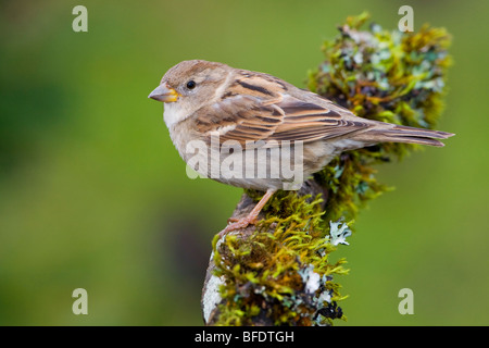 Casa Passero (Passer domesticus) appollaiato su un ramo in Victoria, Isola di Vancouver, British Columbia, Canada Foto Stock