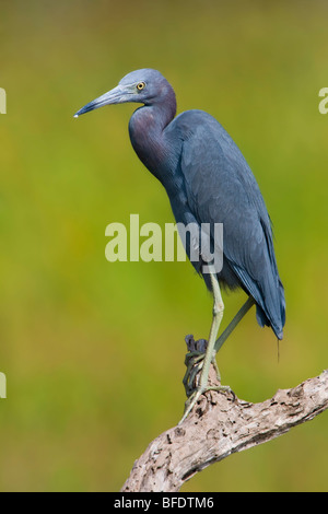 Piccolo airone cenerino (Egretta caerulea) appollaiato su un ramo in Estero Llano Grande parco dello stato del Texas, Stati Uniti d'America Foto Stock