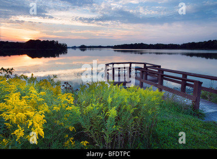 Oro (Solidago) lungo il lago Napenco, Binbrook Area di Conservazione, Binbrook, Ontario, Canada Foto Stock
