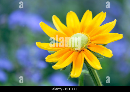 Close-up di Prairie girasole (Helianthus pauciflorus), Niagara Parks Giardino Botanico, Niagara Falls, Ontario, Canada Foto Stock