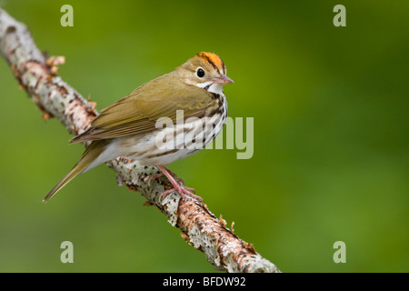 Ovenbird (Seiurus aurocapillus) appollaiato su un ramo di cantare vicino a punta lunga, Ontario, Canada Foto Stock