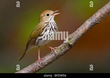 Ovenbird (Seiurus aurocapillus) appollaiato su un ramo di cantare vicino a punta lunga, Ontario, Canada Foto Stock