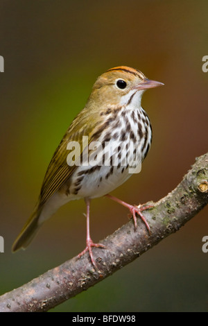 Ovenbird (Seiurus aurocapillus) appollaiato su un ramo di cantare vicino a punta lunga, Ontario, Canada Foto Stock