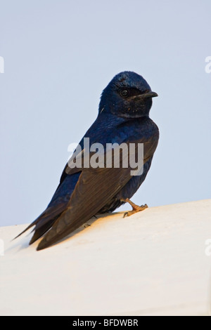 Viola Martin (Progne subis) arroccato su una scatola di nidificazione vicino a punta lunga, Ontario, Canada Foto Stock