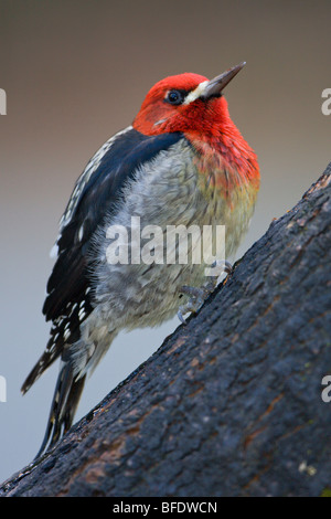 Red-breasted sapsucker (Sphyrapicus ruber) appollaiato su un ramo in Victoria, Isola di Vancouver, British Columbia, Canada Foto Stock