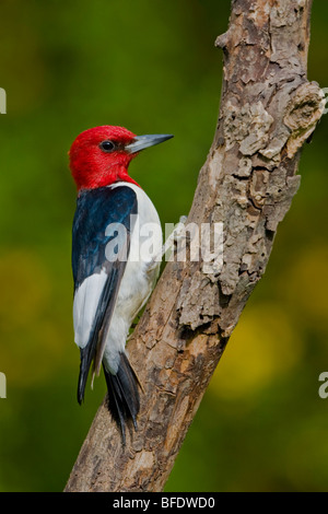 Red-headed Woodpecker (Melanerpes erythrocephalus) appollaiato su un ramo vicino a Toronto, Ontario, Canada Foto Stock