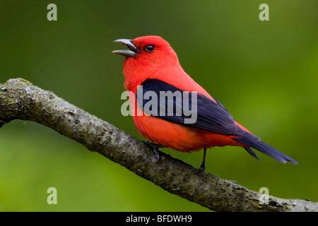 Scarlet Tanager (Piranga olivacea) appollaiato su un ramo vicino a punta lunga, Ontario, Canada Foto Stock