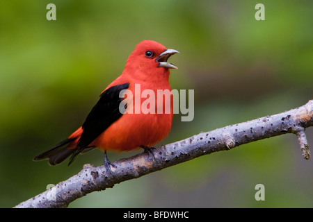 Scarlet Tanager (Piranga olivacea) appollaiato su un ramo vicino a punta lunga, Ontario, Canada Foto Stock