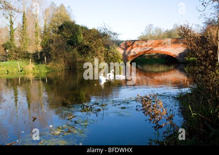 Cigni sul fiume Deben da red brick bridge, Ufford, Suffolk, Inghilterra Foto Stock