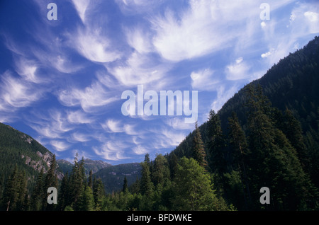 Basso angolo di vista grande orso nella foresta pluviale, Bella Coola, British Columbia, Canada Foto Stock